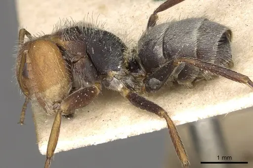 Camponotus planatus - CASENT0910710