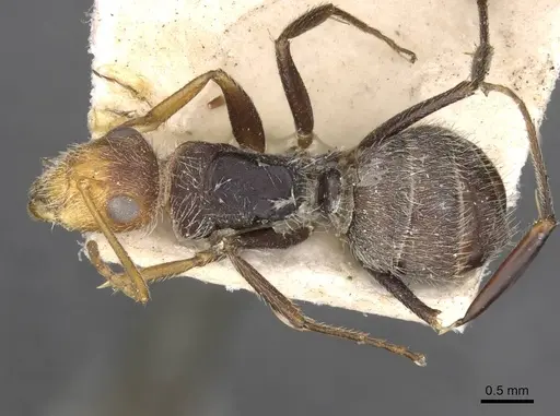 Camponotus planatus - CASENT0910711