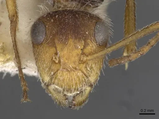 Camponotus planatus - CASENT0910711