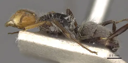 Camponotus planatus - CASENT0910711