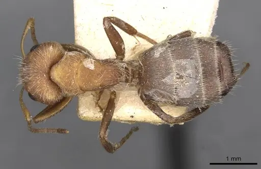 Camponotus planatus - CASENT0910712