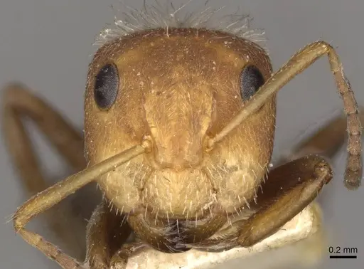 Camponotus planatus - CASENT0910712