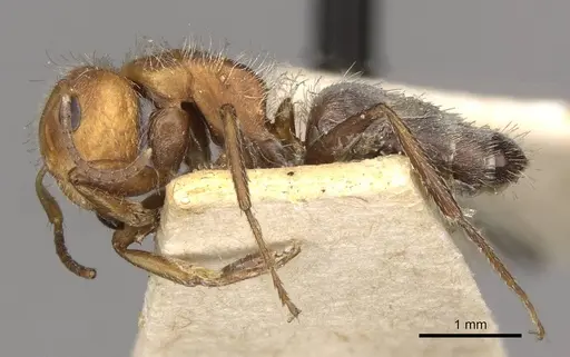 Camponotus planatus - CASENT0910712