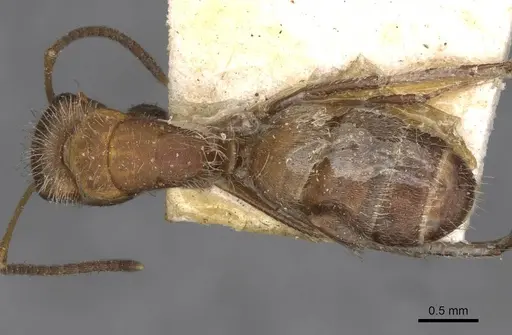 Camponotus planatus - CASENT0910713