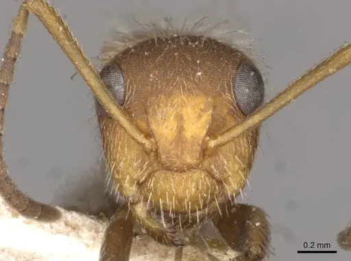 Camponotus planatus - CASENT0910713