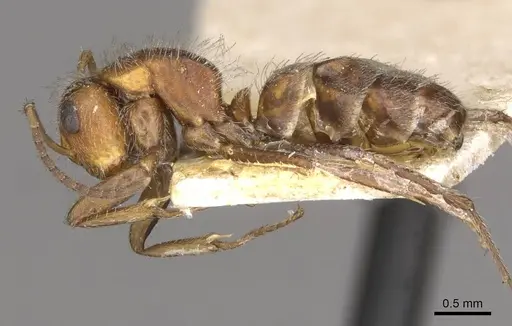 Camponotus planatus - CASENT0910713