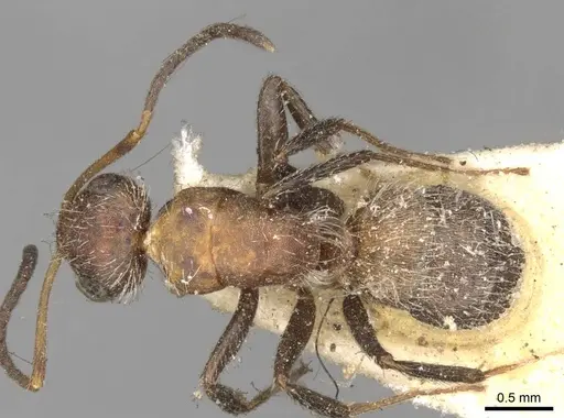 Camponotus planatus - CASENT0910714