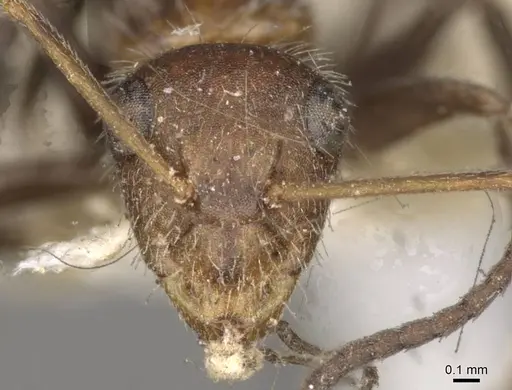 Camponotus planatus - CASENT0910714