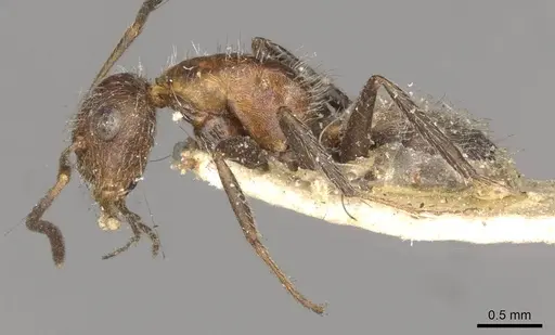 Camponotus planatus - CASENT0910714