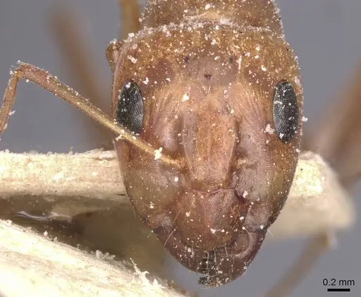 Camponotus planatus - CASENT0911904