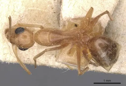 Camponotus planatus - CASENT0911905