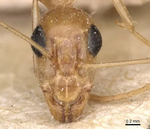Camponotus planatus - CASENT0911905