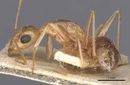 Camponotus planatus - CASENT0911905