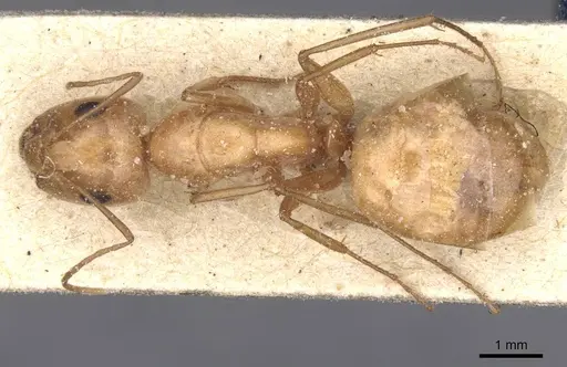 Camponotus planatus - CASENT0911908