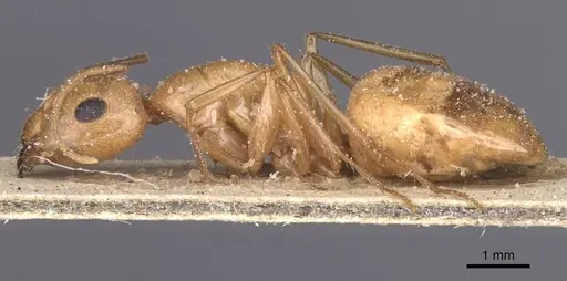 Camponotus planatus - CASENT0911908