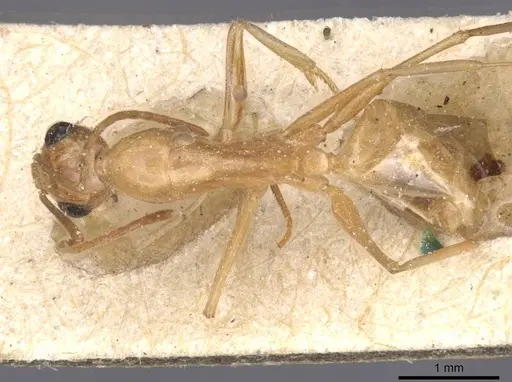 Camponotus planatus - CASENT0911909