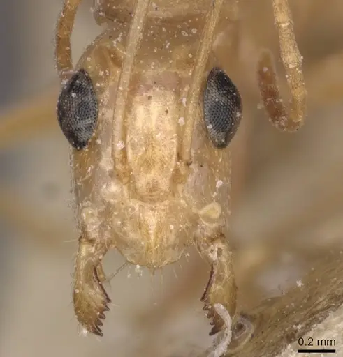 Camponotus planatus - CASENT0911909