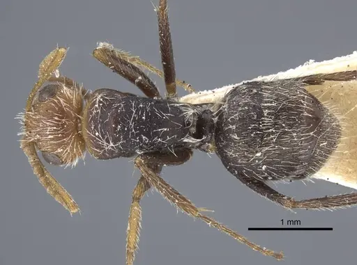 Camponotus planatus - CASENT0917172