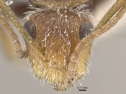 Camponotus planatus - CASENT0917172