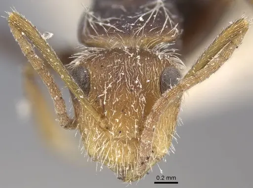 Camponotus planatus - CASENT0917172