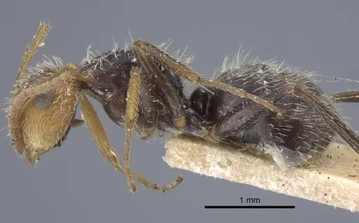 Camponotus planatus - CASENT0917172