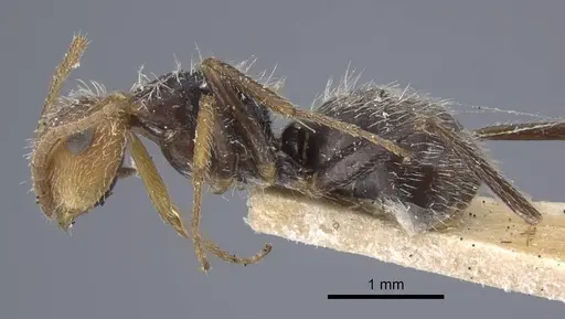 Camponotus planatus - CASENT0917172