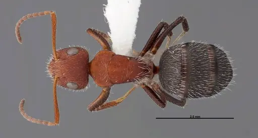 Camponotus planatus - FMNHINS0000062858