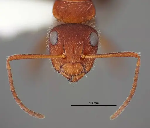 Camponotus planatus - FMNHINS0000062858