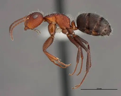 Camponotus planatus - FMNHINS0000062858