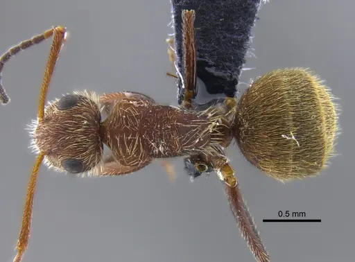 Camponotus planatus - IAVH-E-234749