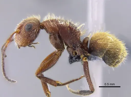 Camponotus planatus - IAVH-E-234749