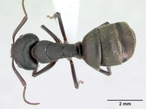 Camponotus planus specimen