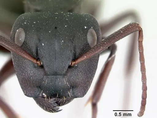 Camponotus planus specimen