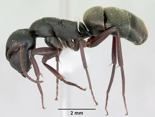 Camponotus planus - CASENT0173218