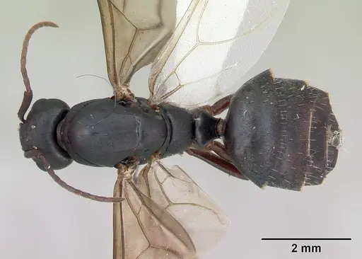 Camponotus planus - CASENT0173219