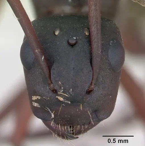 Camponotus planus - CASENT0173219