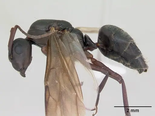 Camponotus planus - CASENT0173219