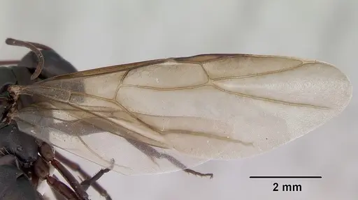 Camponotus planus - CASENT0173219