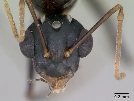 Camponotus planus - CASENT0173220