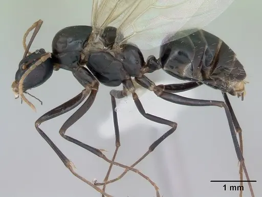 Camponotus planus - CASENT0173220