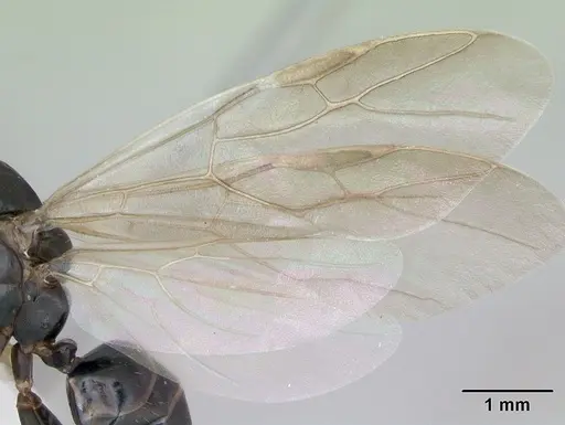 Camponotus planus - CASENT0173220