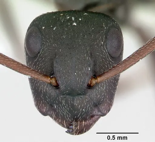 Camponotus planus - CASENT0173221