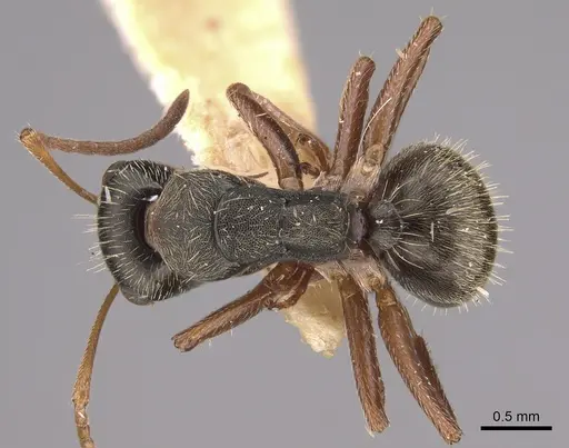 Camponotus planus - CASENT0217685