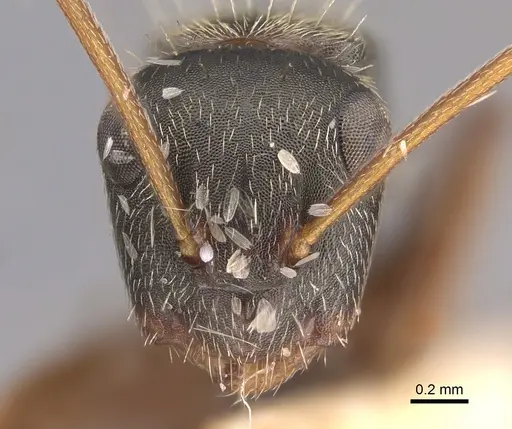 Camponotus planus - CASENT0217685