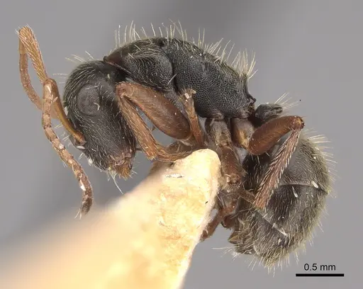 Camponotus planus - CASENT0217685