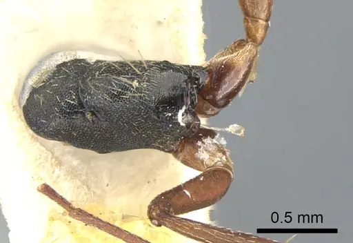 Camponotus planus - CASENT0903646