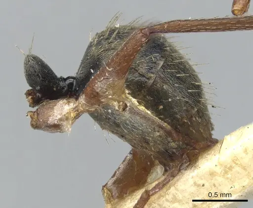 Camponotus planus - CASENT0903646