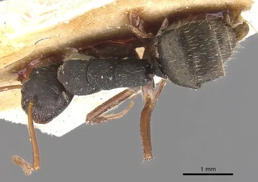 Camponotus planus - CASENT0905531