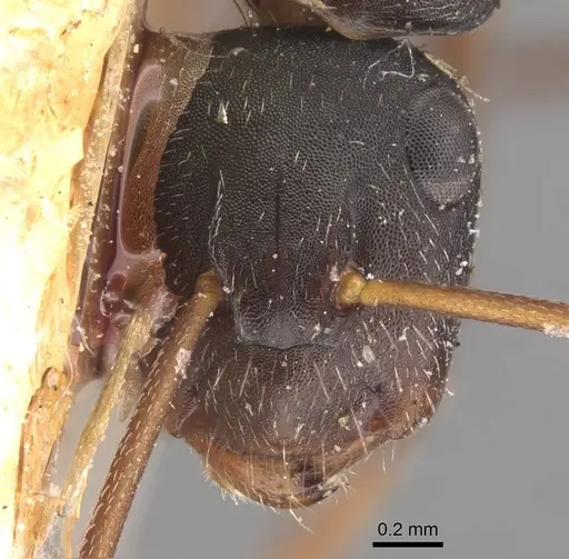 Camponotus planus - CASENT0905531
