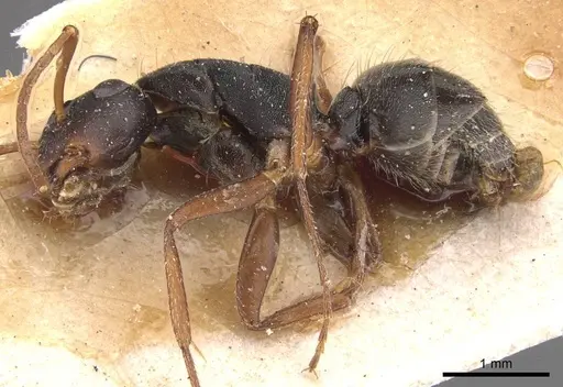 Camponotus planus - CASENT0905531